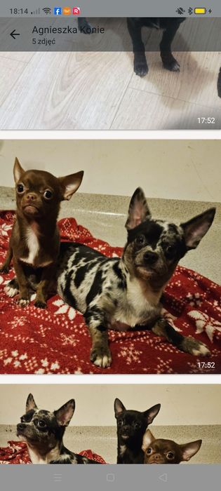 Zwierzęta chihuahua