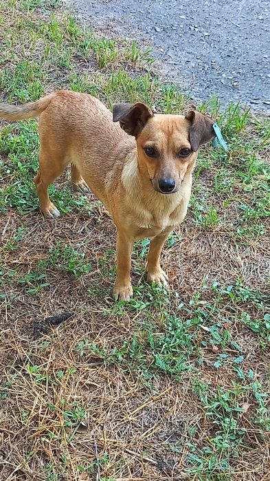 Маленька цікава собачка.