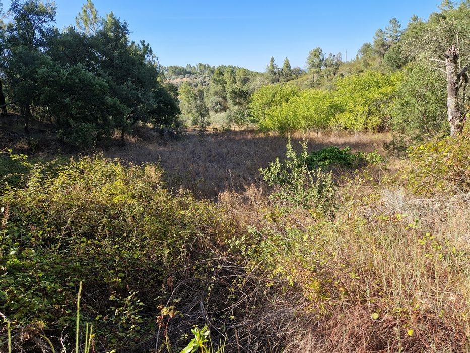 Terreno rústico - Espinho Pequeno