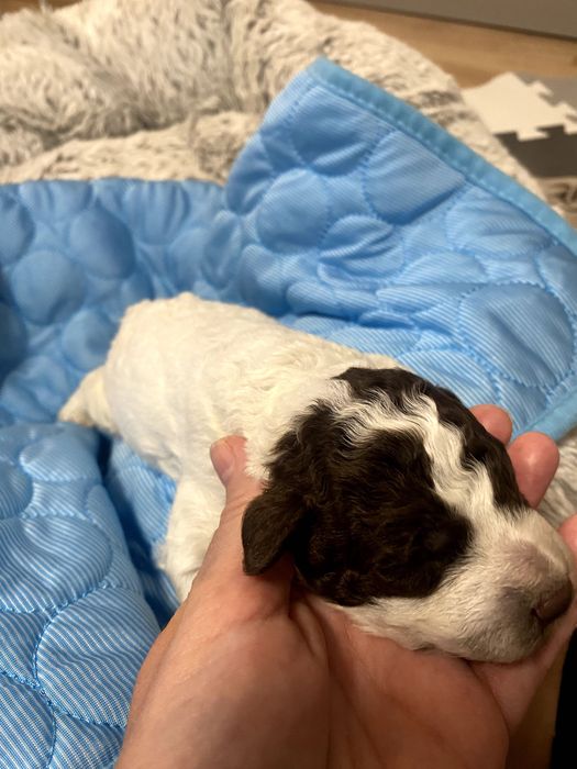 Lagotto Romagnolo ZKwP