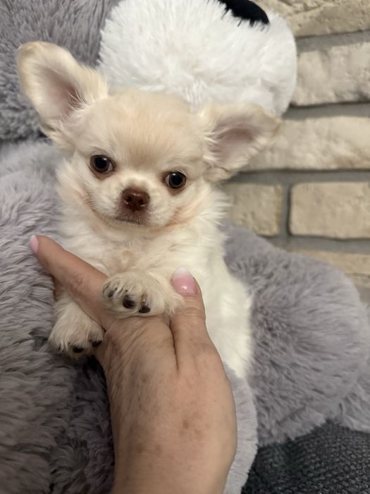 Chihuahua z prawdziwym rodowodem  FCI