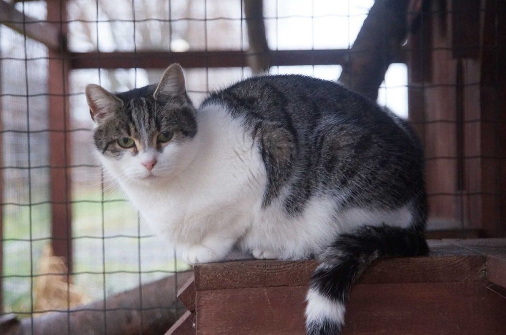 Pandora, prawdziwa kocia dama czeka na nowy dom