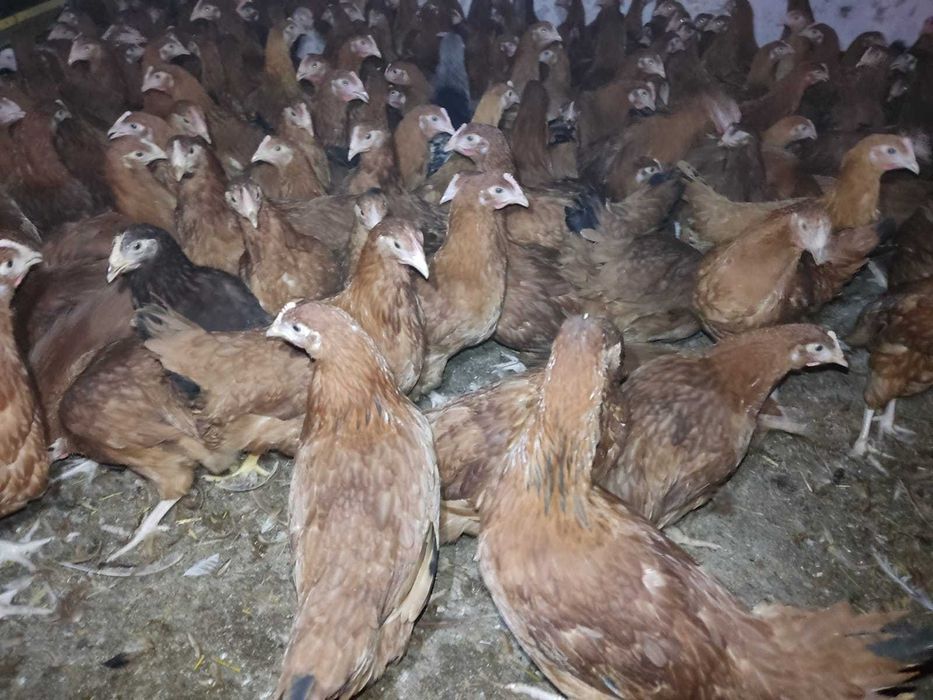 KURY NIOSKI Rosa Leghorn Dominant