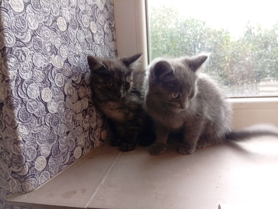 Віддам у добрі руки