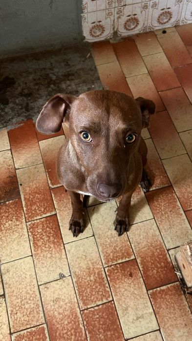 Cadelinha com 2 aninhos para adopção responsável