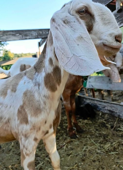 Коза нубийская 100%