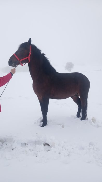 Sprzedam ogiera 2.5 letniego