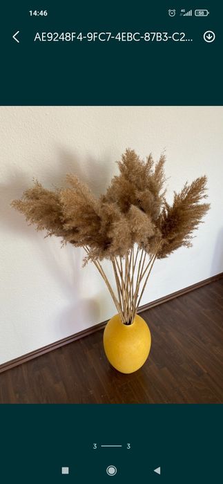 Букет сухоцвет Камыш тростник сухоцвет для декора