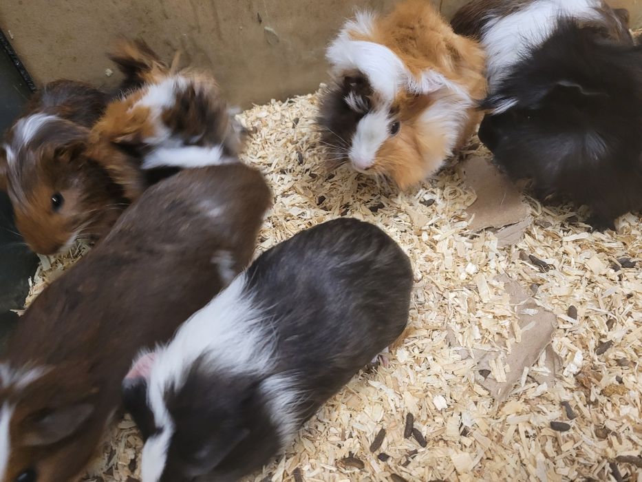 Malutka Świnka Morska Cavia Młodziutka Piękna