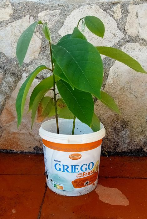 2 Pés de Anoneira em vaso