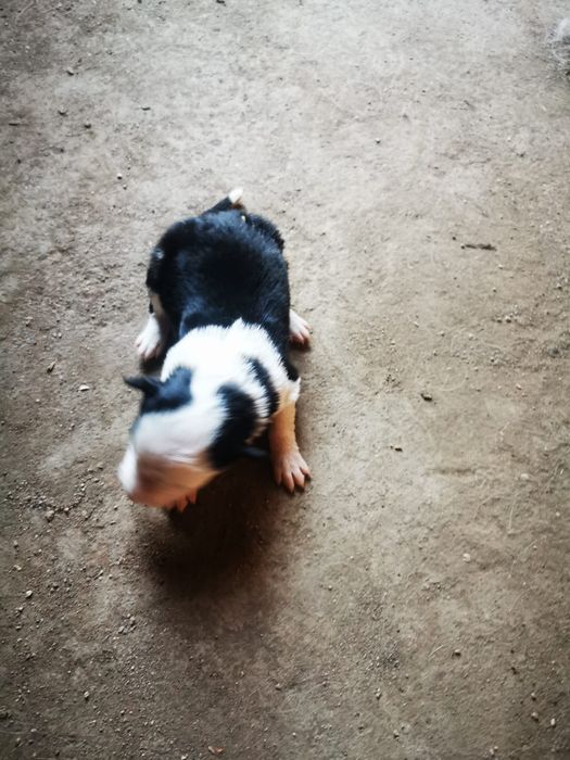 Border collie gratis