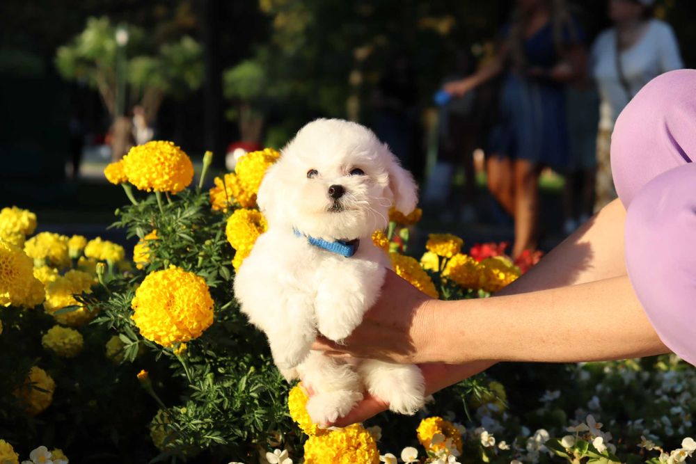 Мини бишончики белое облачко