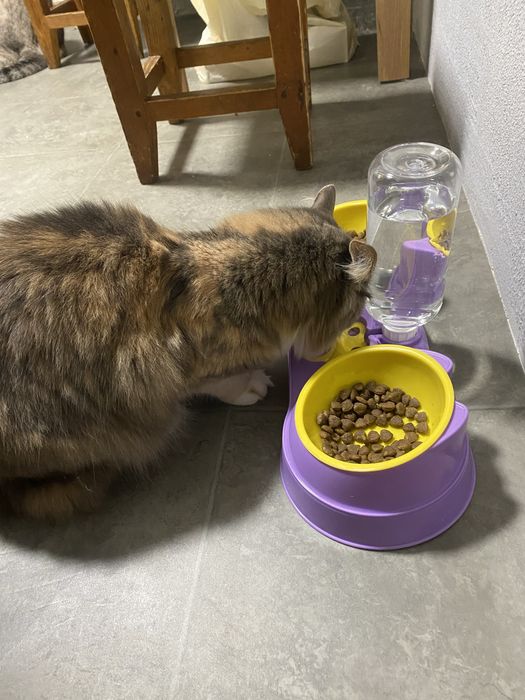 Миска котів та собак подвійна, з автоматичною поїлкою