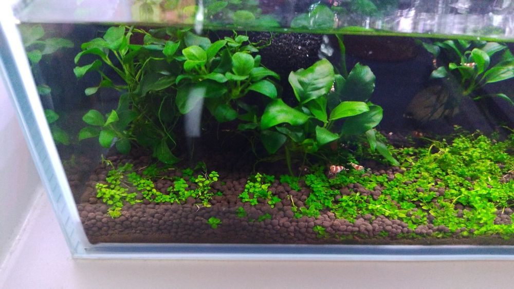Paludarium Invital 45cm + Caridina cristal red akwarium krewetkarium i terrarium w jednym