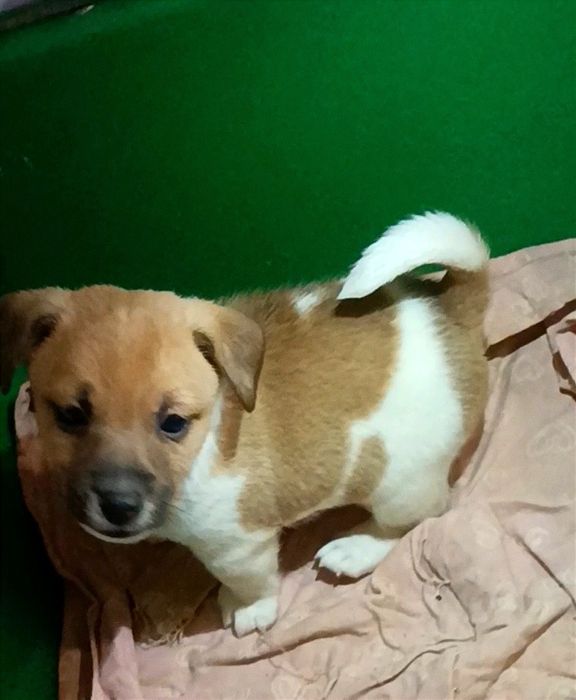 Привитые щенки Джек Рассел терьер.