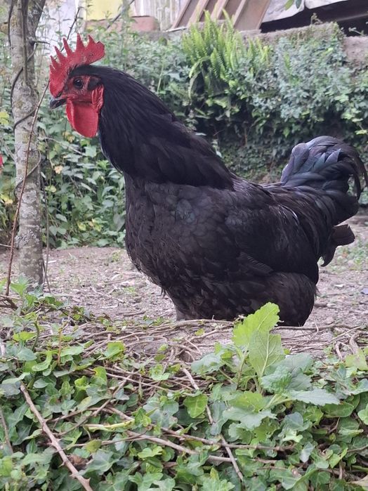 Ovos galados de jersey gigante azul, jersey gigante negra e leghorn