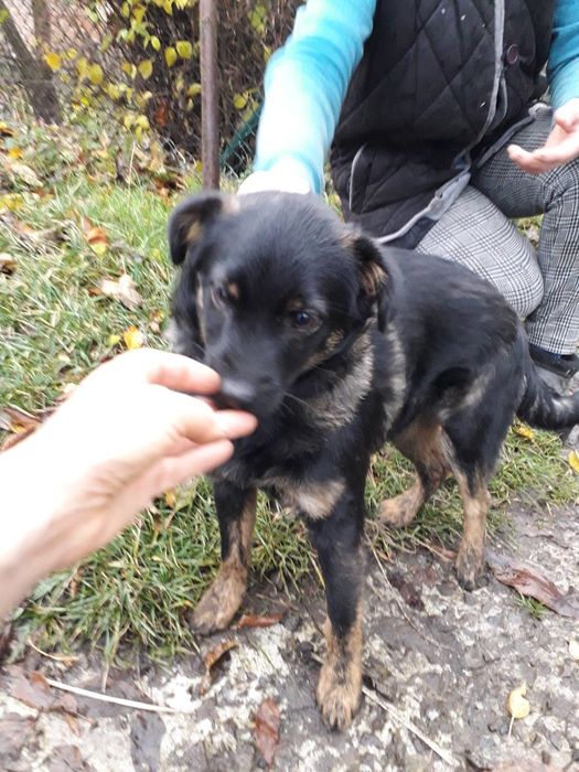 Віддаю в добрі руки