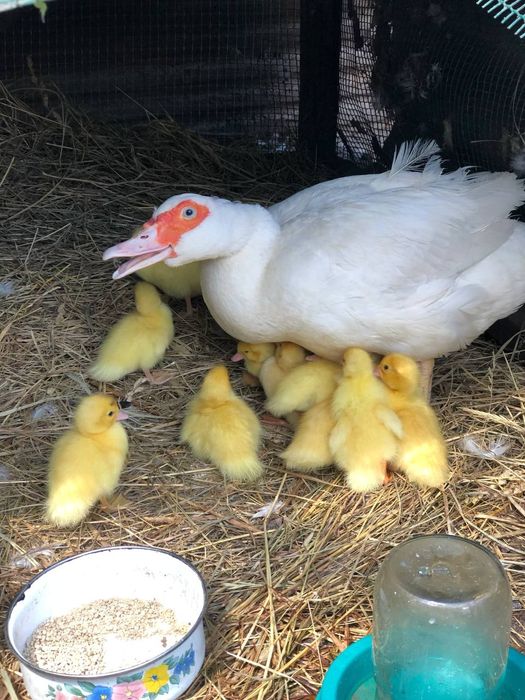 Індокачки Барбара