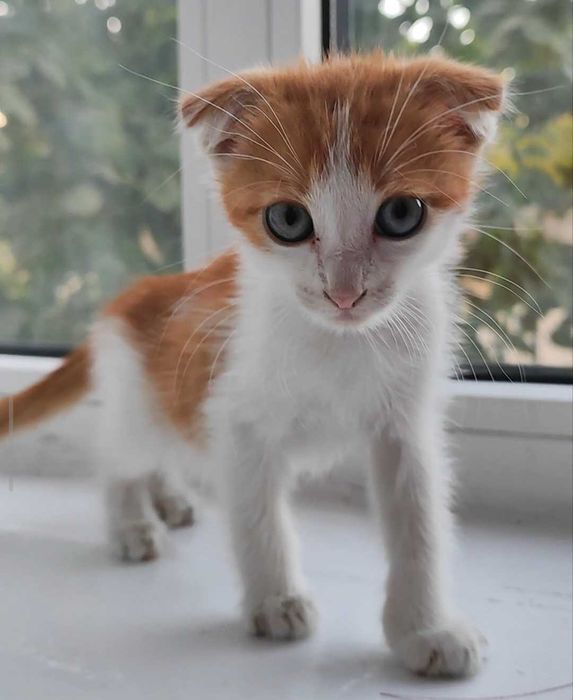 Котенок вислоухий мальчик