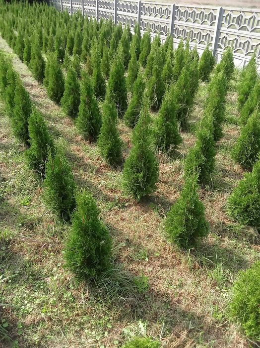 Tuja Thuja szmaragd 50-100cm, świerk srebrny, Ziemia do roślin