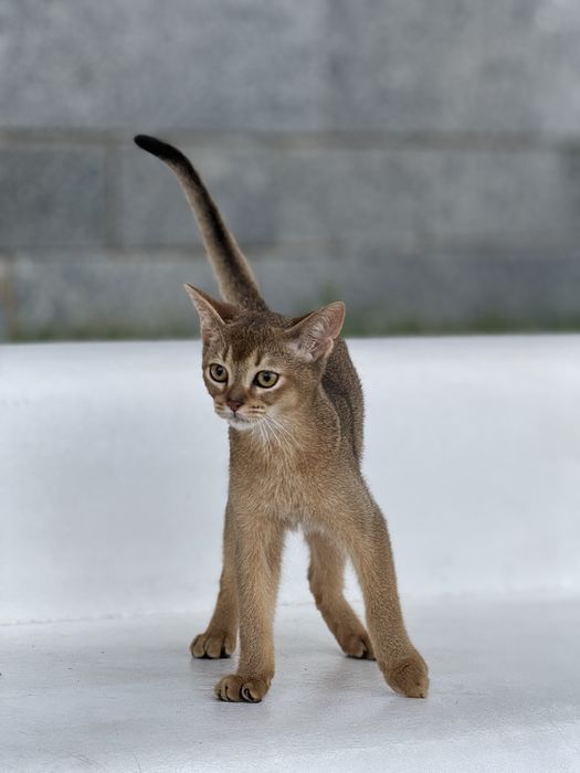 Шикарний хлопчик чекає на люблячу родину