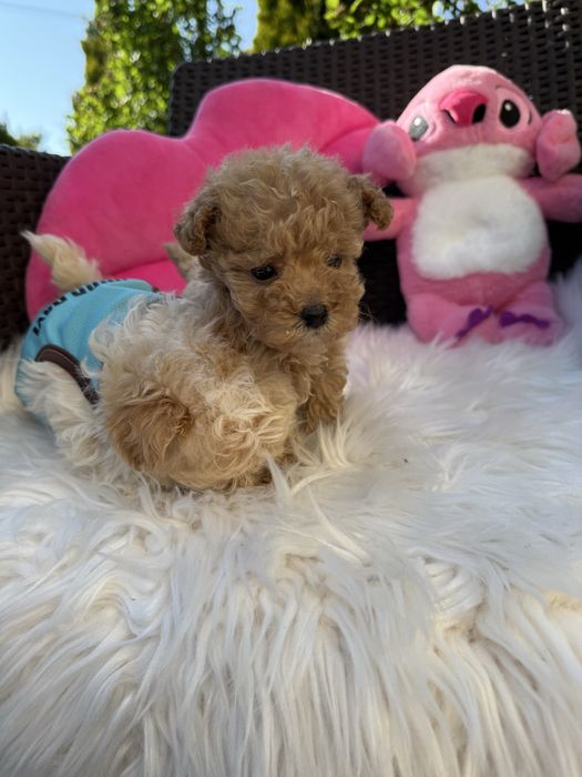 Маленькі міні дітки мальтипу