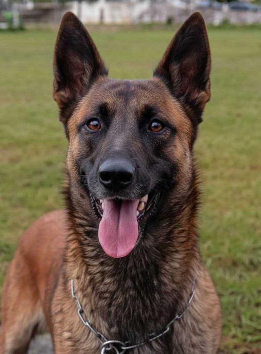 Pastor Belga Malinois