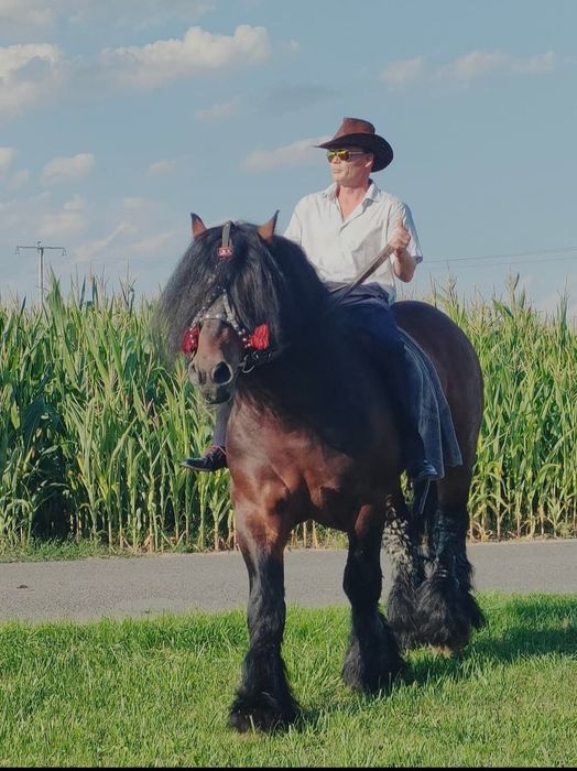 Ogier zimnokrwisty w typie sztumskim