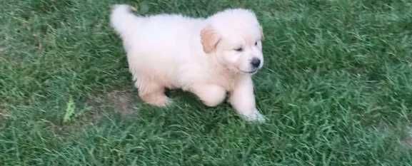 Słodkie szczeniaki Golden Retriever z domowej hodowli!