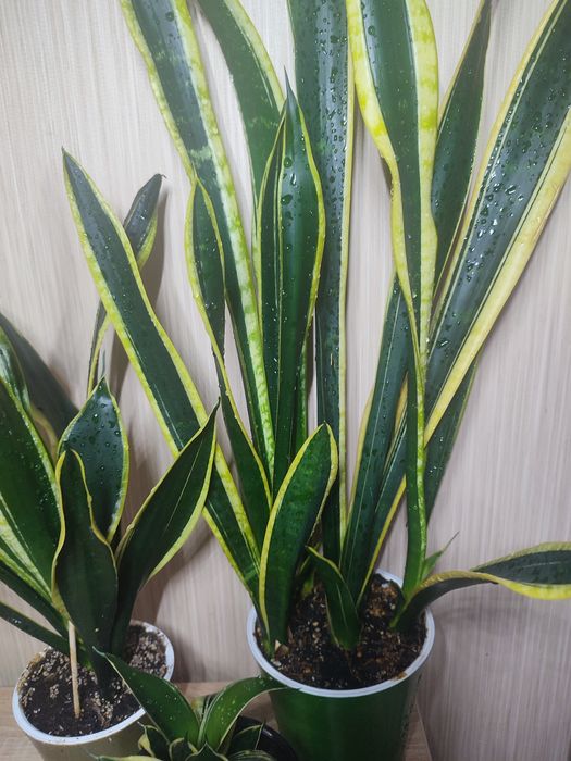 Домашние Сансивьерии. Распродажа.