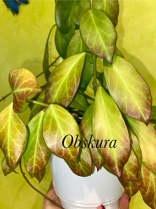 Вкорінені хойі Liza,Mathilda,,Lacunosa  та вн