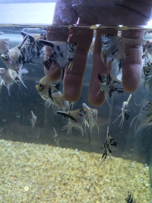 Escalar juvenis (criação própria)