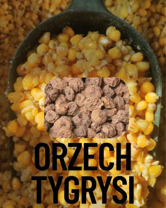 Kukurydza gotowana 1kg smakowa ORZECH TYGRYSI