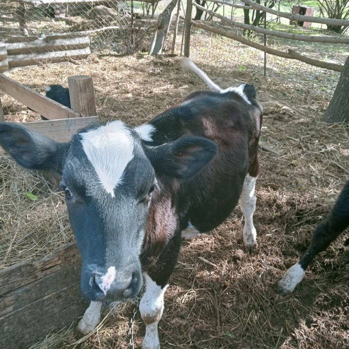 Продам телку срочно