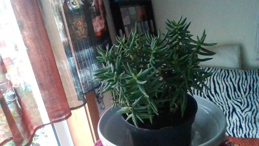 Planta natural - Suculenta exótica e bonita para o seu jardim