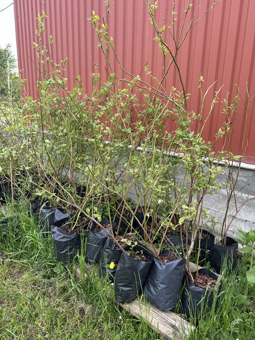 Лохина 3-4 річна