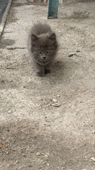 Віддам кошенят в добрі руки