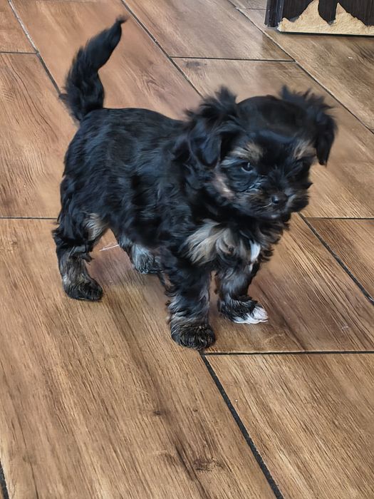 York Yorkshire terrier yorczek