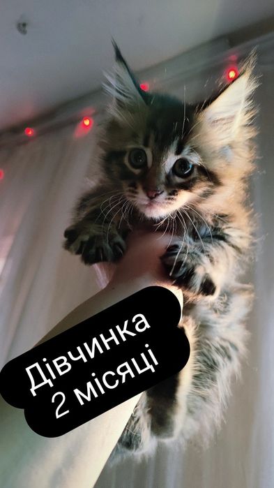 Продам Мейн-кунят