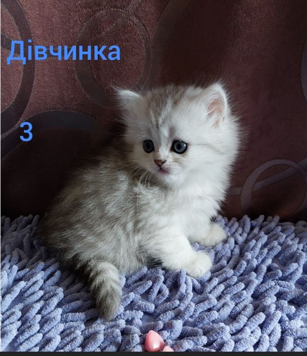 Шотландські кошенята