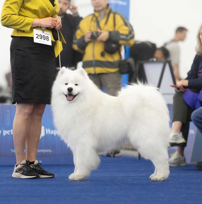 Samoyed/ Samojed ZKwP/FCI *Plany hodowlane WIOSNA 2026*