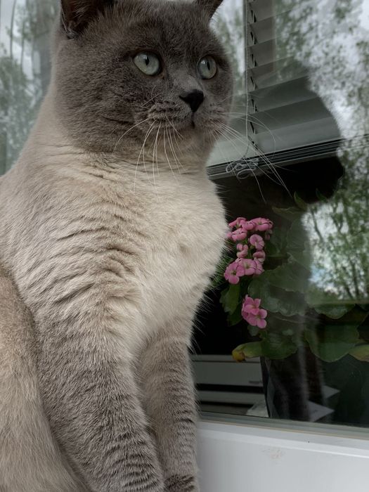 Вязка британских котов