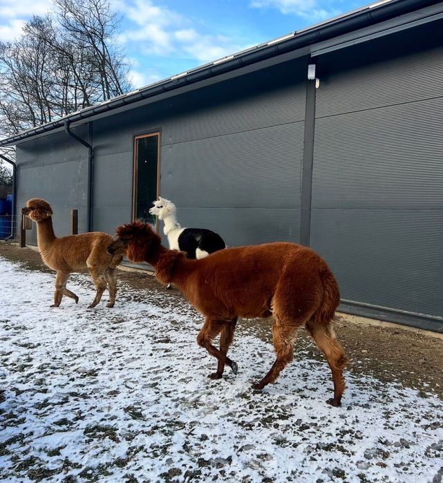 Alpaka samice samica alpaki