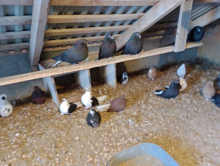 Sprzedam gołębie szaryki