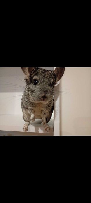 Sprzedam 2 szynszyle z klatką