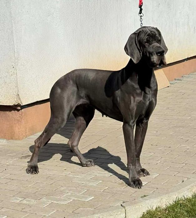 Dog Niemiecki - Suka do hodowli