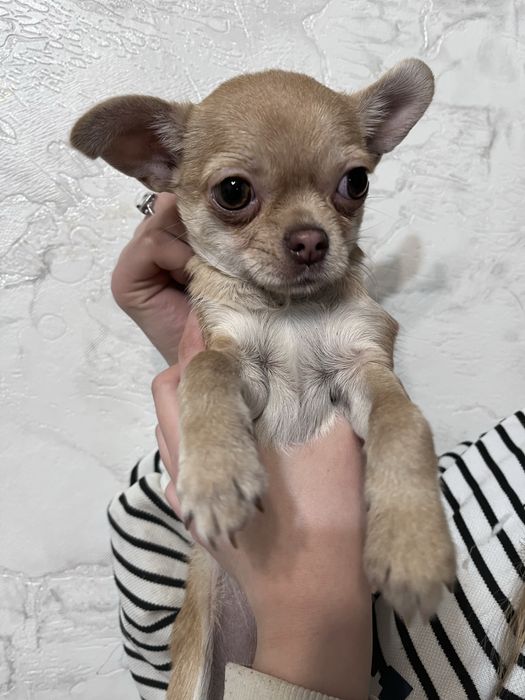 Щенки чихуахуа ищут любящую семью