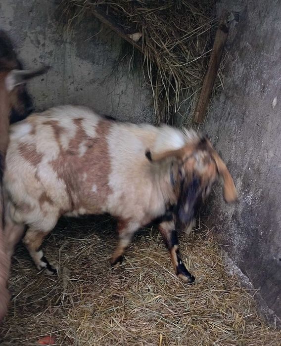 Kozy kozły  sprzedam