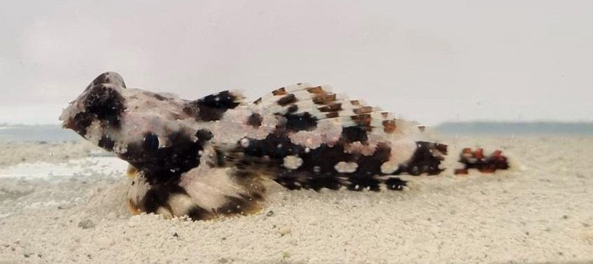 Synchiropus ocellatus - Mandaryn Marmurkowy