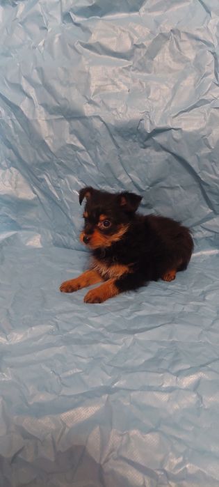 Yorkshire x chichuachua